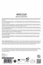 Gefüllte Narzisse Tête Bouclé