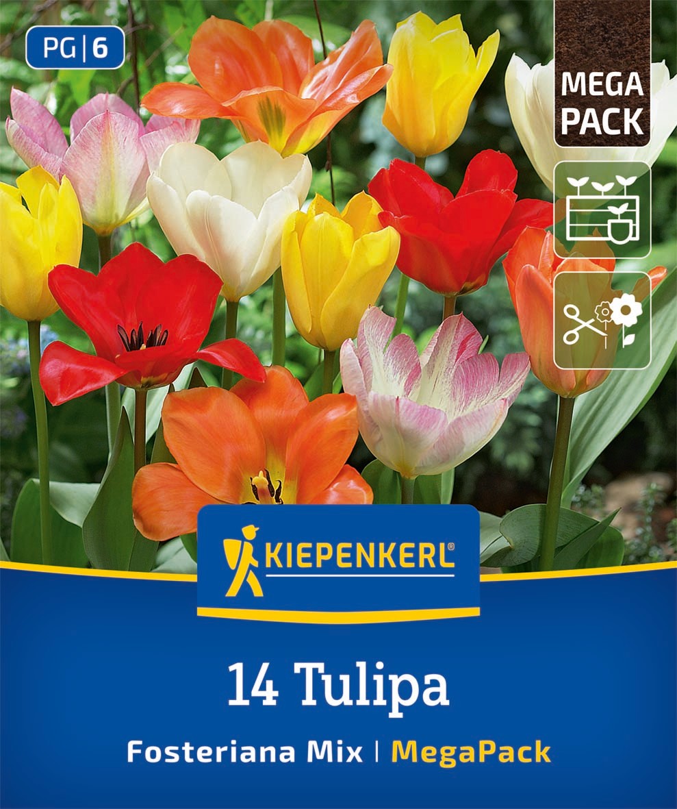 Mega-Pack Fosteriana-Tulpen Mischung