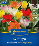 Mega-Pack Fosteriana-Tulpen Mischung