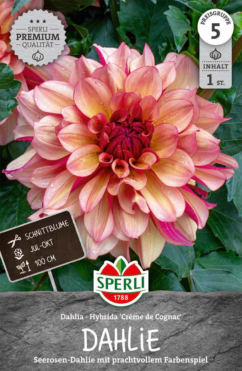 SPERLI Dahlie Dahlie Crème de Cognac