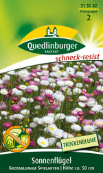 Quedlinburger Sonnenflügel für Florsitik grossblumige Spielarten