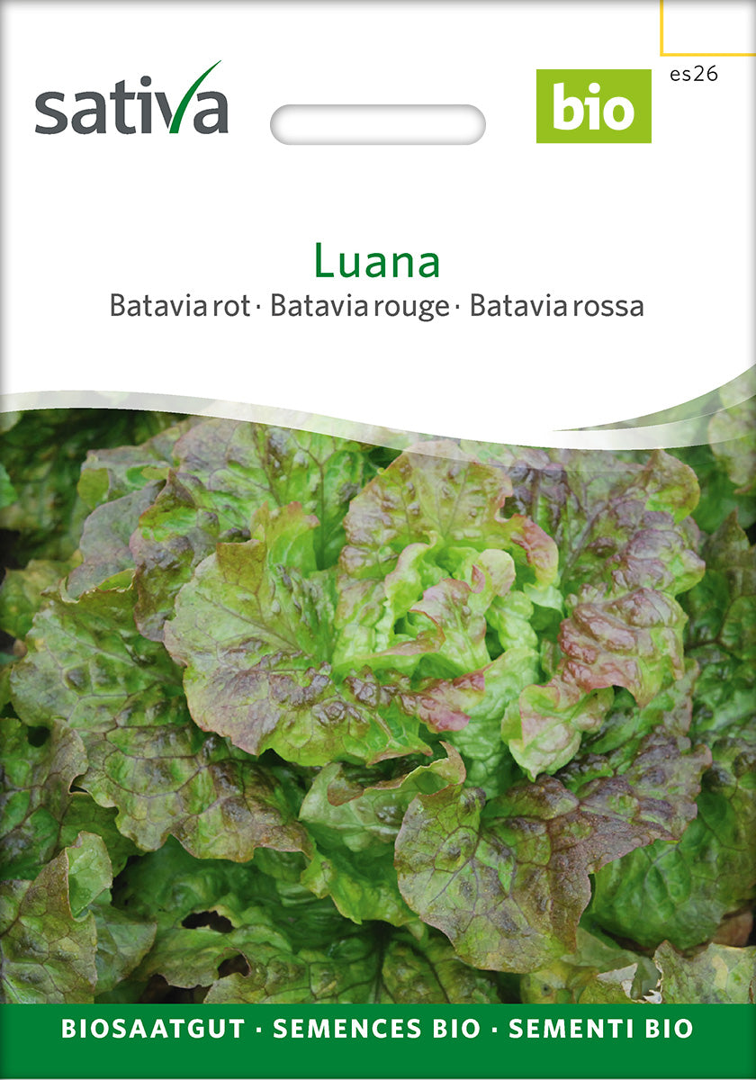Sativa Bataviasalat rot Luana