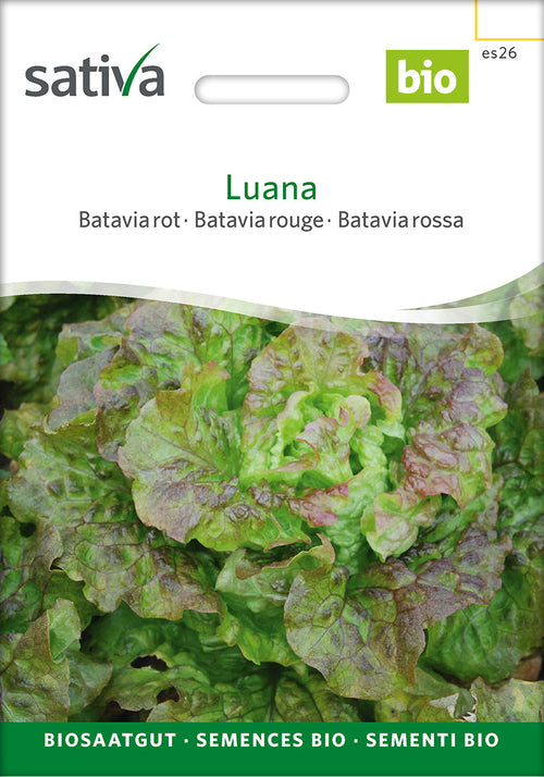 Sativa Bataviasalat rot Luana