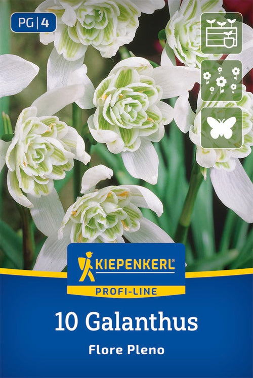 Profi-Line Schneeglöckchen Flore Pleno