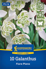 Profi-Line Schneeglöckchen Flore Pleno
