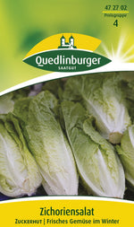 Quedlinburger Zichorensalat Zuckerhut