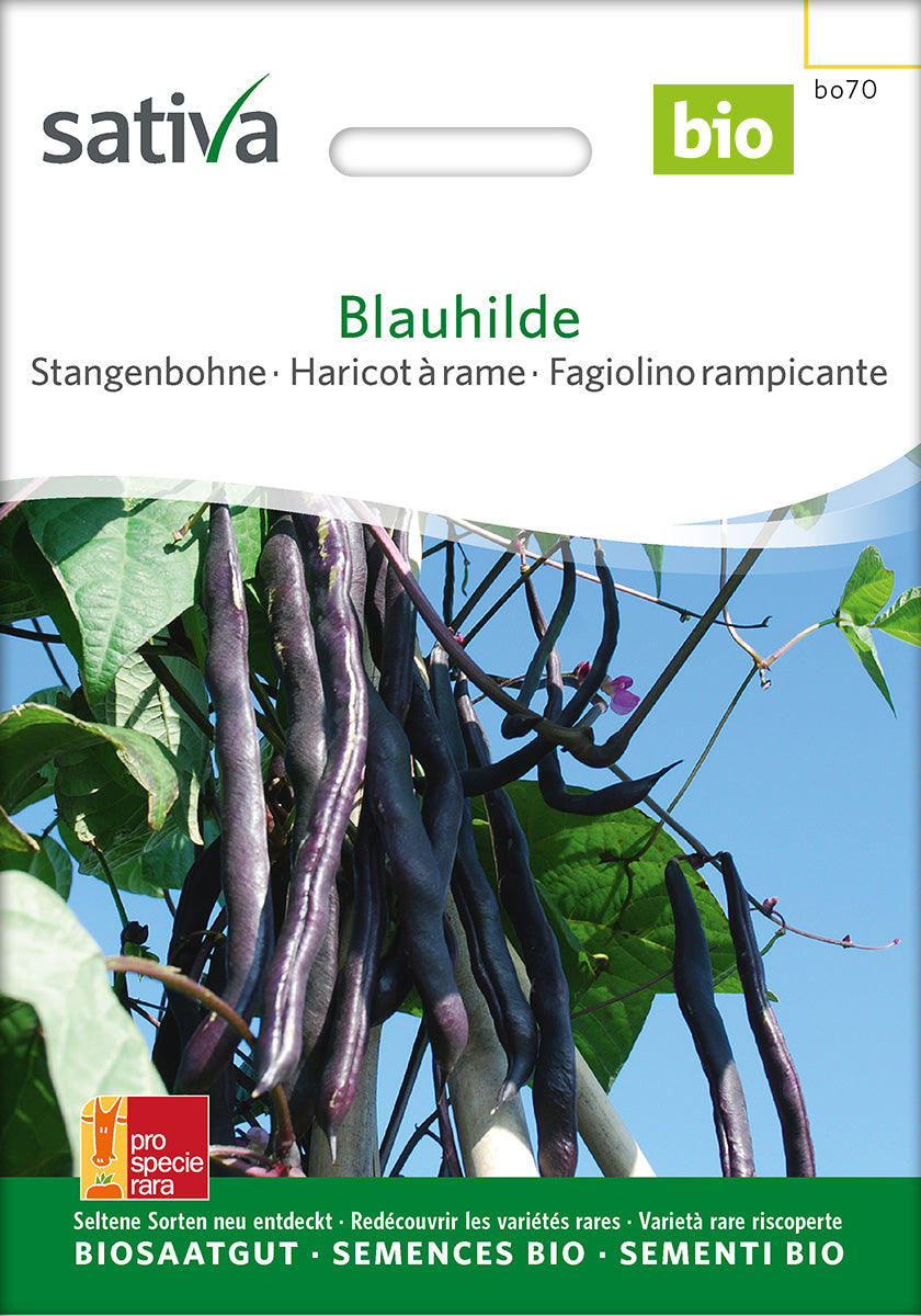 Sativa Stangenbohne Blauhilde