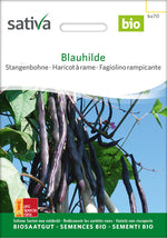 Sativa Stangenbohne Blauhilde