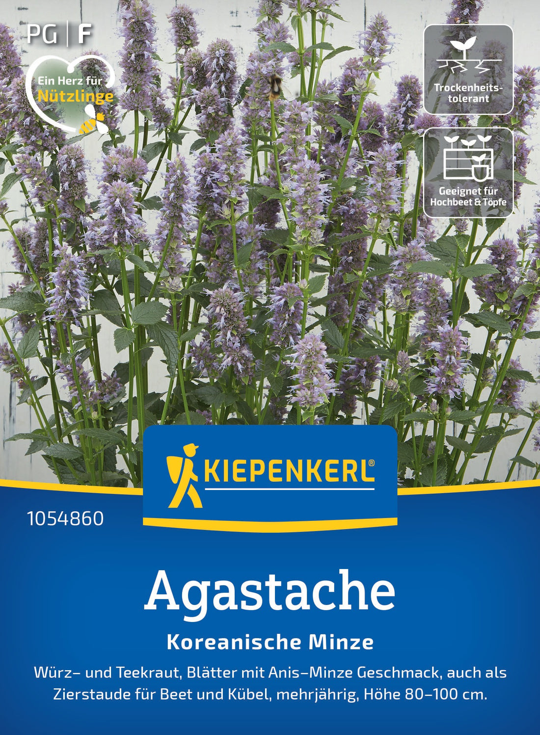 Kiepenkerl Agastache Koreanische Minze
