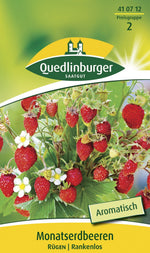 Quedlinburger Monatserdbeere Rügen