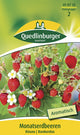 Quedlinburger Monatserdbeere Rügen