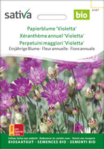 Sativa Papierblume Violetta