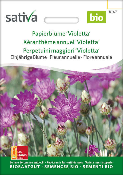 Sativa Papierblume Violetta