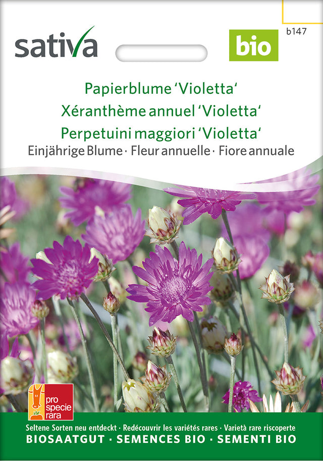 Sativa Papierblume Violetta