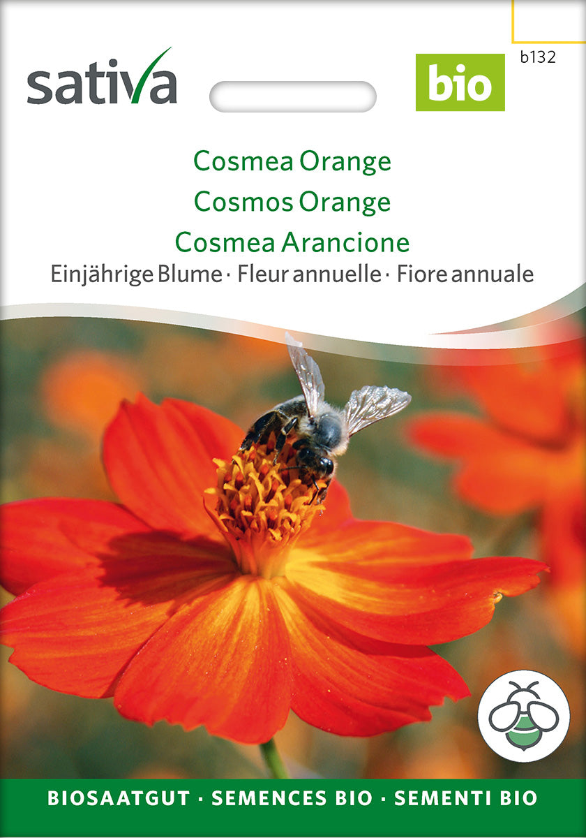 Sativa Cosmea Orange