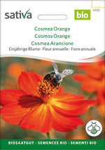 Sativa Cosmea Orange