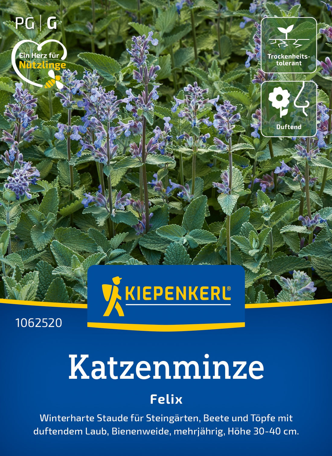 Kiepenkerl Katzenminze Felix