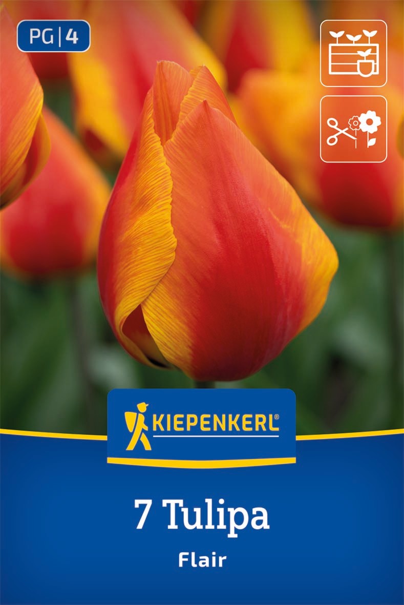 Einfache frühe Tulpe Flair