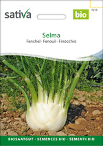 Sativa Fenchel Selma