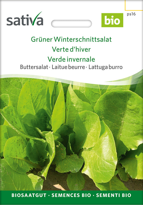 Sativa Buttersalat Grüner Winterschnittsalat