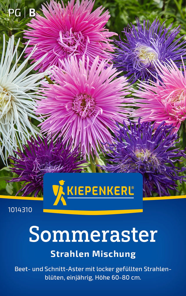 Kiepenkerl Sommeraster Strahlen Mischung