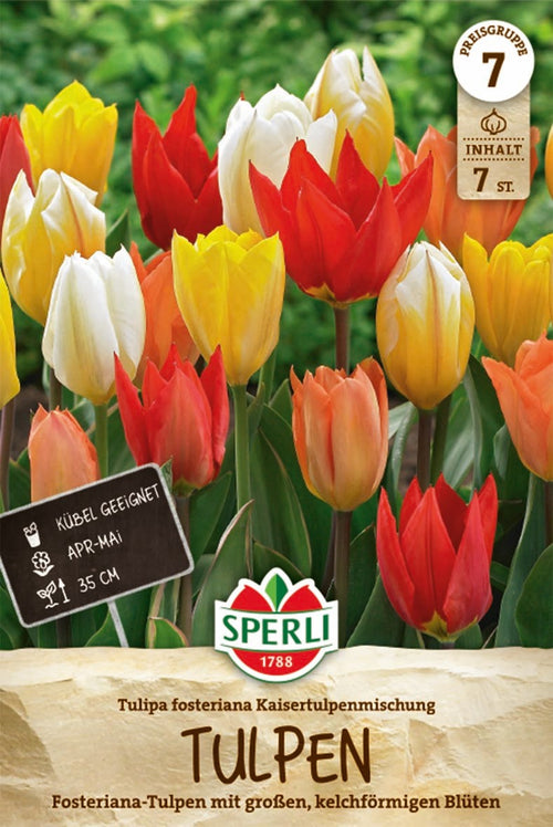 Fosteriana-Tulpe Kaisertulpen-Mischung