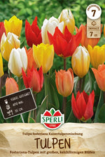 Fosteriana-Tulpe Kaisertulpen-Mischung