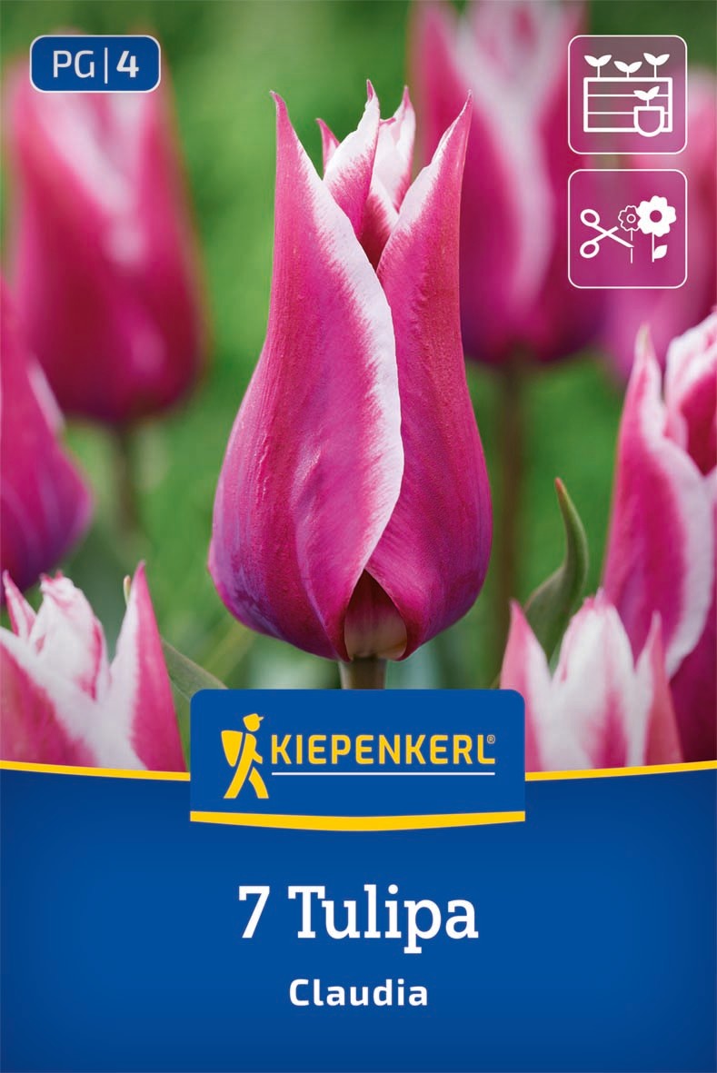 Lilienblütige Tulpe Claudia