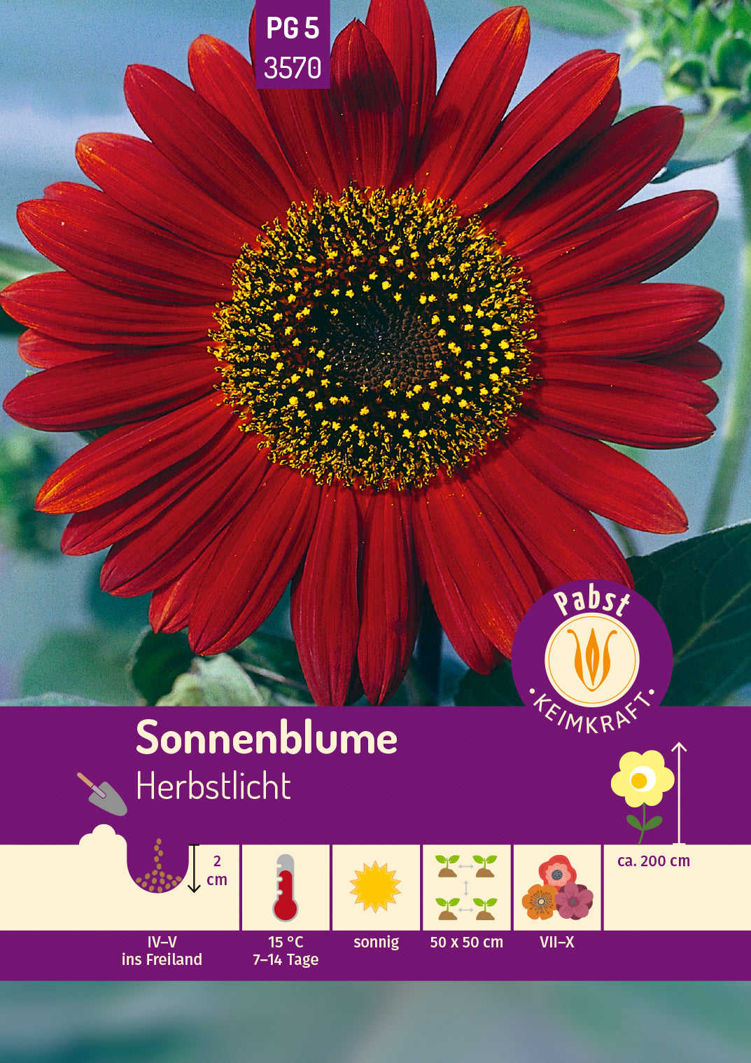 Pabst Keimkraft Sonnenblumen Abendsonne Blutrot