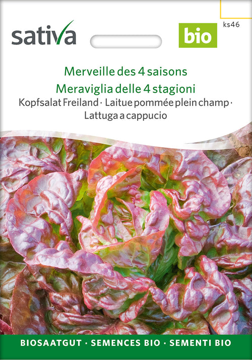 Sativa BIO Kopfsalat Freiland Merveille des 4 saisons