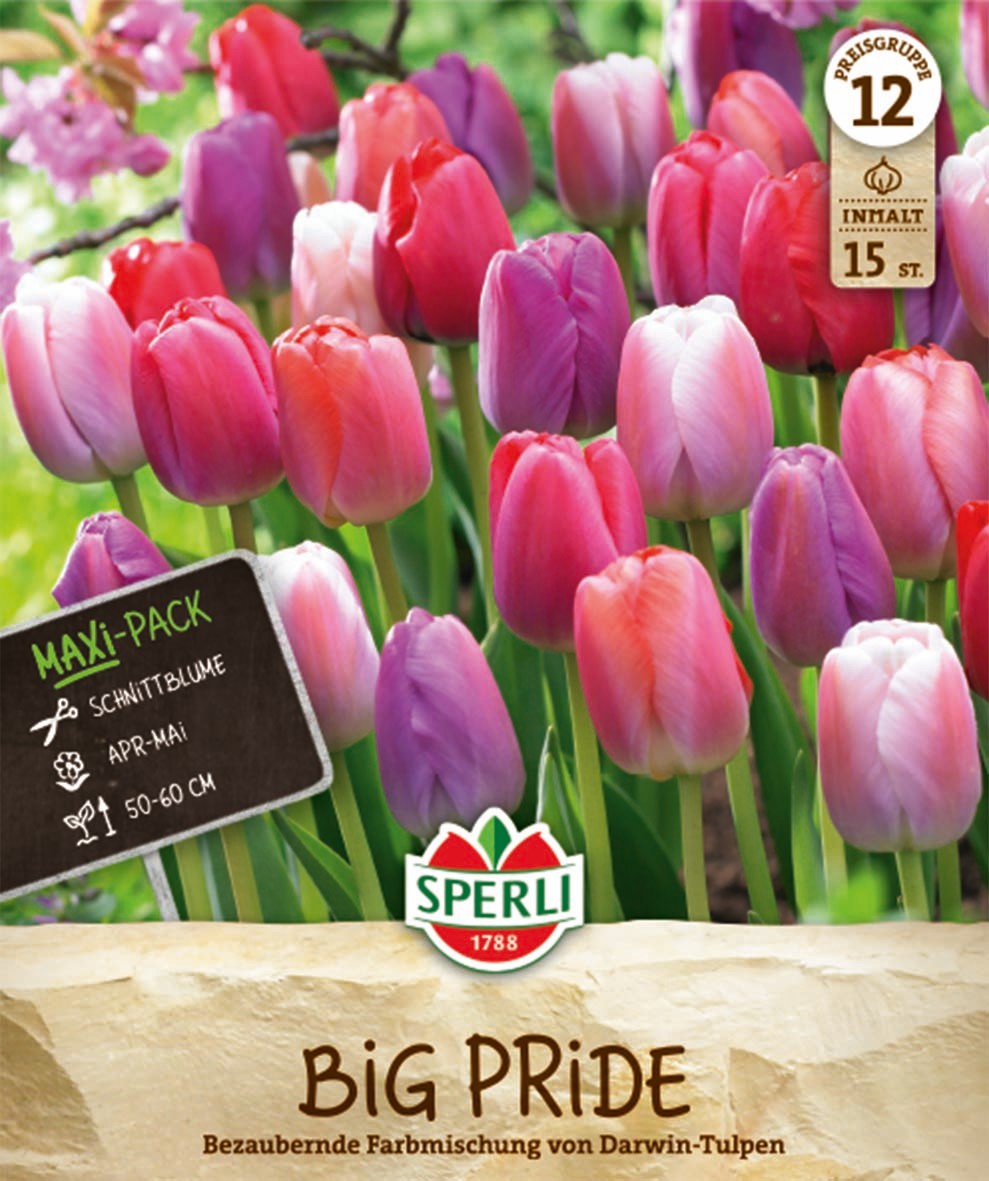 Maxi Tulpen Big Pride Mischung