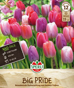 Maxi Tulpen Big Pride Mischung
