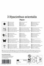Hyazinthe Aqua