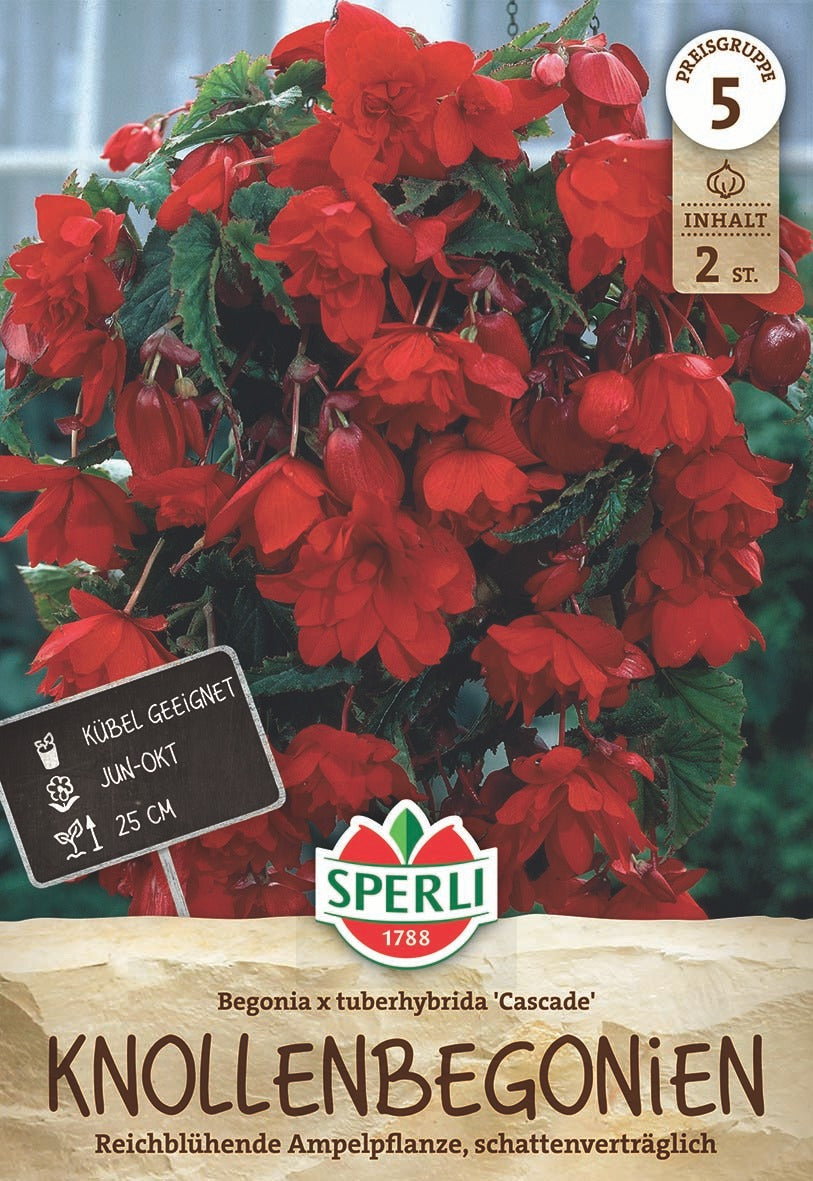 SPERLI Begonie  Cascade Rot