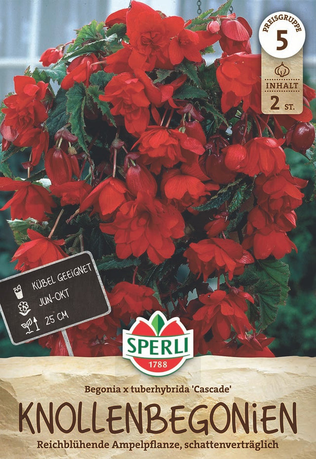 SPERLI Begonie  Cascade Rot