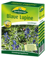 Quedlinburger Gründüngung Blaue Lupinen
