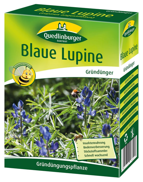 Quedlinburger Gründüngung Blaue Lupinen