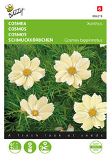 Buzzy Seeds Schmuckkörbchen Xanthos