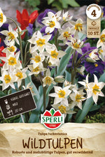 Wildtulpe turkestanica