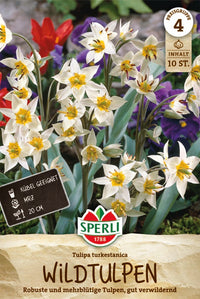 Wildtulpe turkestanica