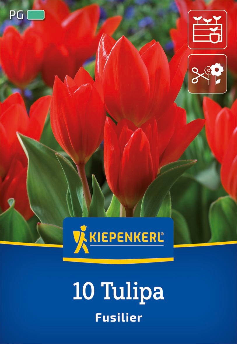 Wildtulpe Tulipa batalinii Red Hunter