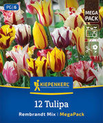 Mega-Pack Rembrandt-Tulpen Mischung