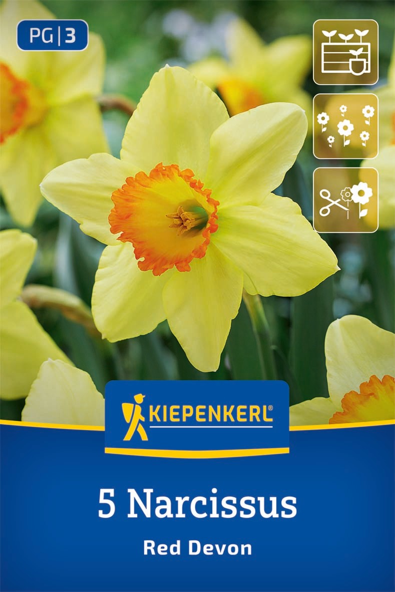 Trompeten-Narzisse Red Devon