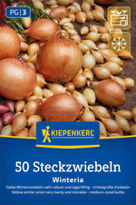 Kiepenkerl Gelbe Wintersteckzwiebel Winteria 50 Stück