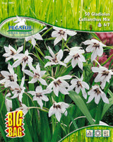 Sterngladiole Gladiolus callianthus