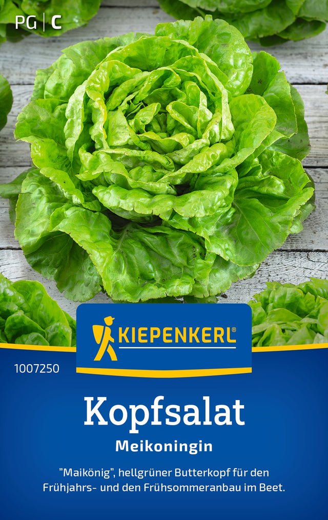 Kiepenkerl Kopfsalat Meikoningin