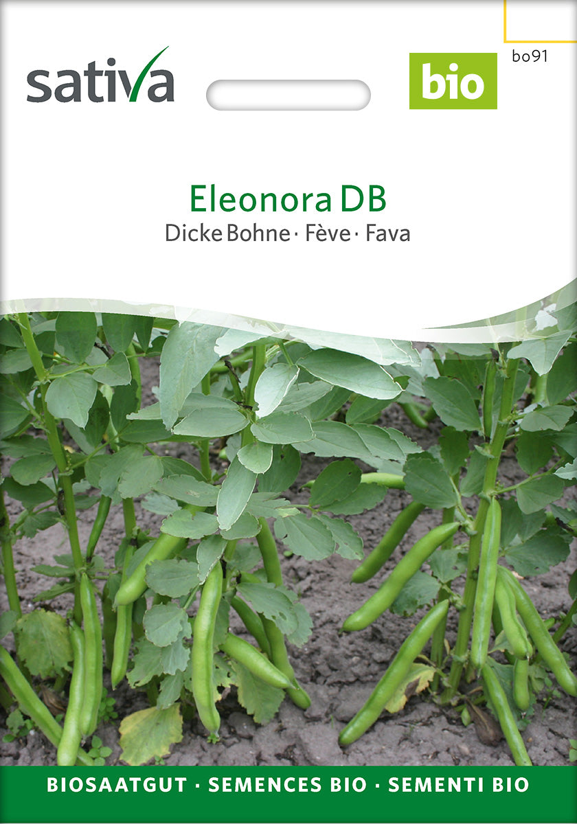 Sativa Dicke Bohne Eleonora DB