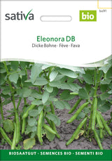 Sativa Dicke Bohne Eleonora DB