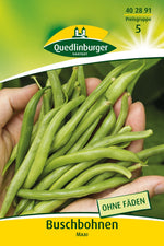 Quedlinburger Buschbohne Maxi