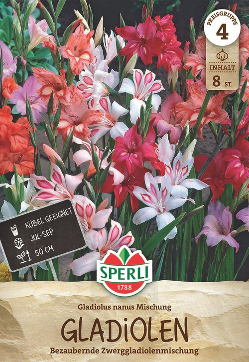 SPERLI Gladiole Gladiole Nanus Mischung
